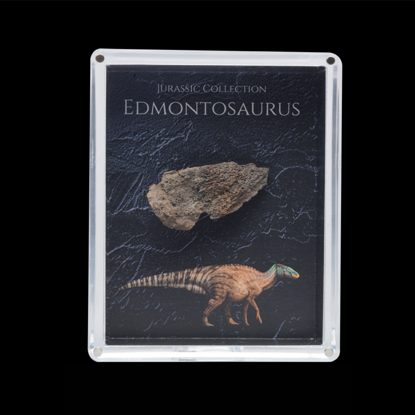 Edmontosaurus Fossil Gift Box