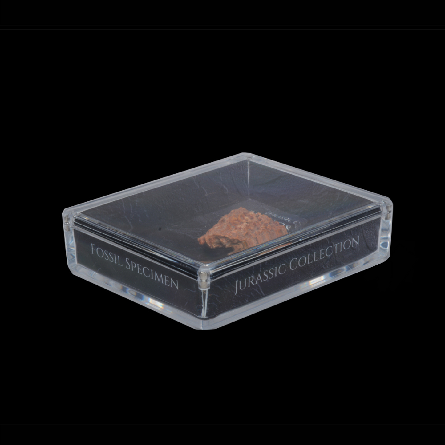 Spinosaurus Fossil Gift Box