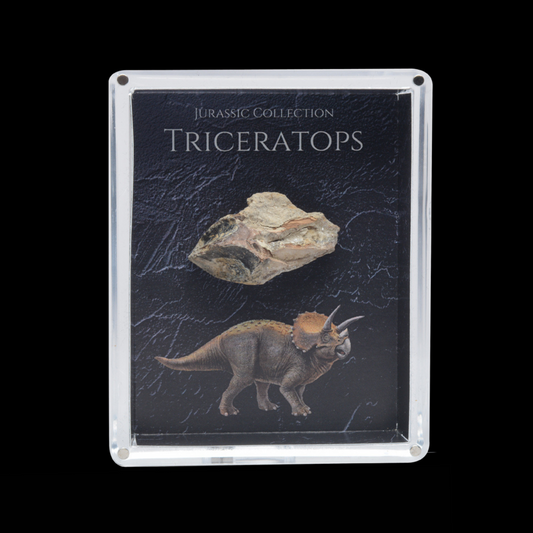 Triceratops Fossil Gift Box