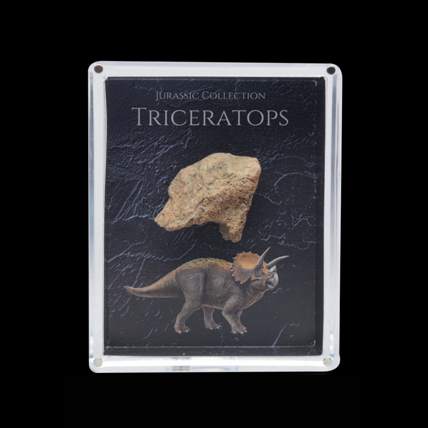 Triceratops Fossil Gift Box