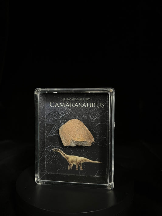 Camarasaurus gift box
