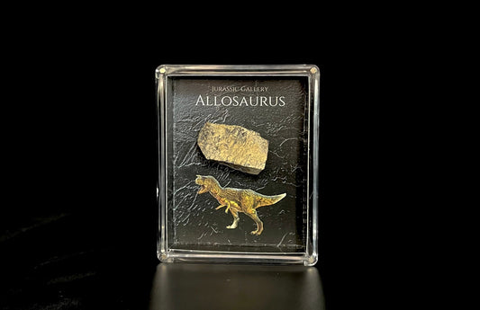 Allosaurus Fossil