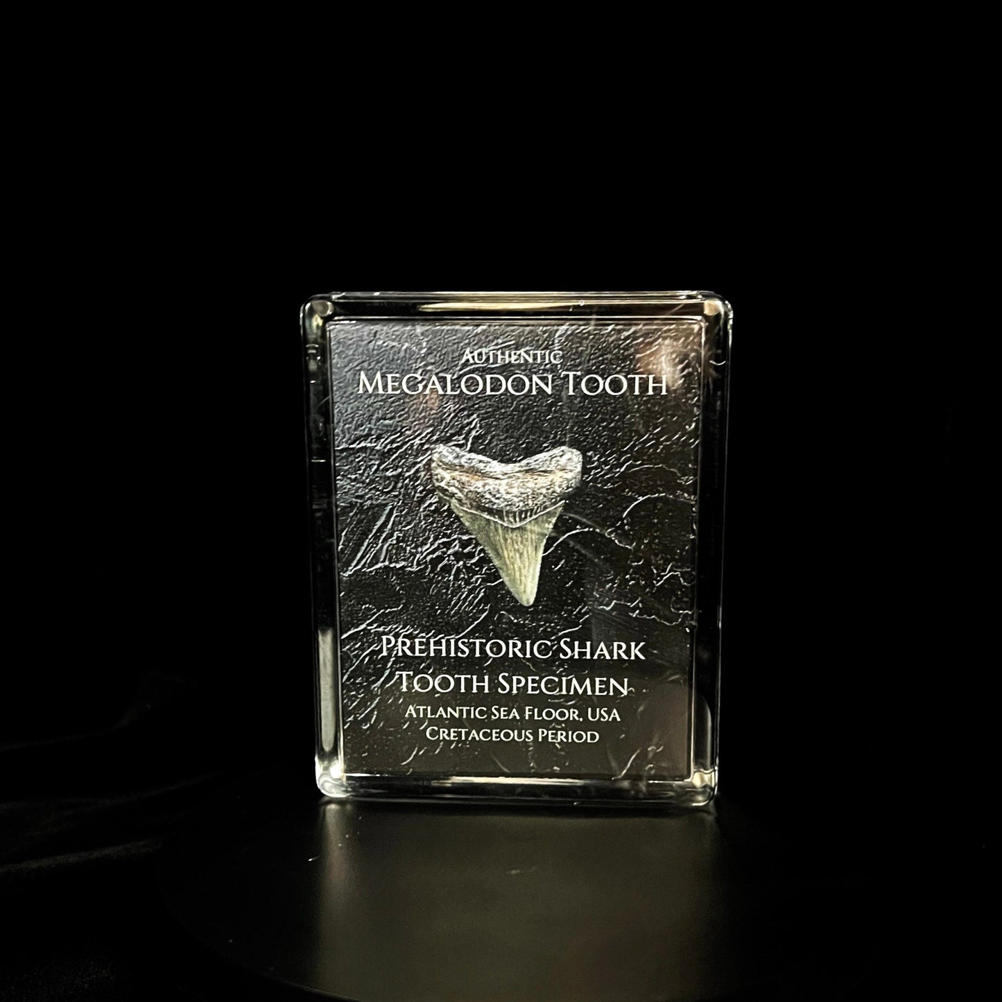 Megalodon Tooth Gift Box