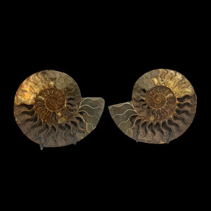 6" Ammonite Halves Display Set