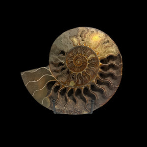 6" Ammonite Halves Display Set