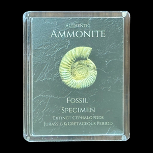 Ammonite Gift Box