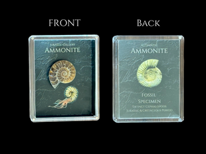 Ammonite Gift Box