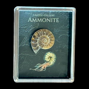 Ammonite Gift Box