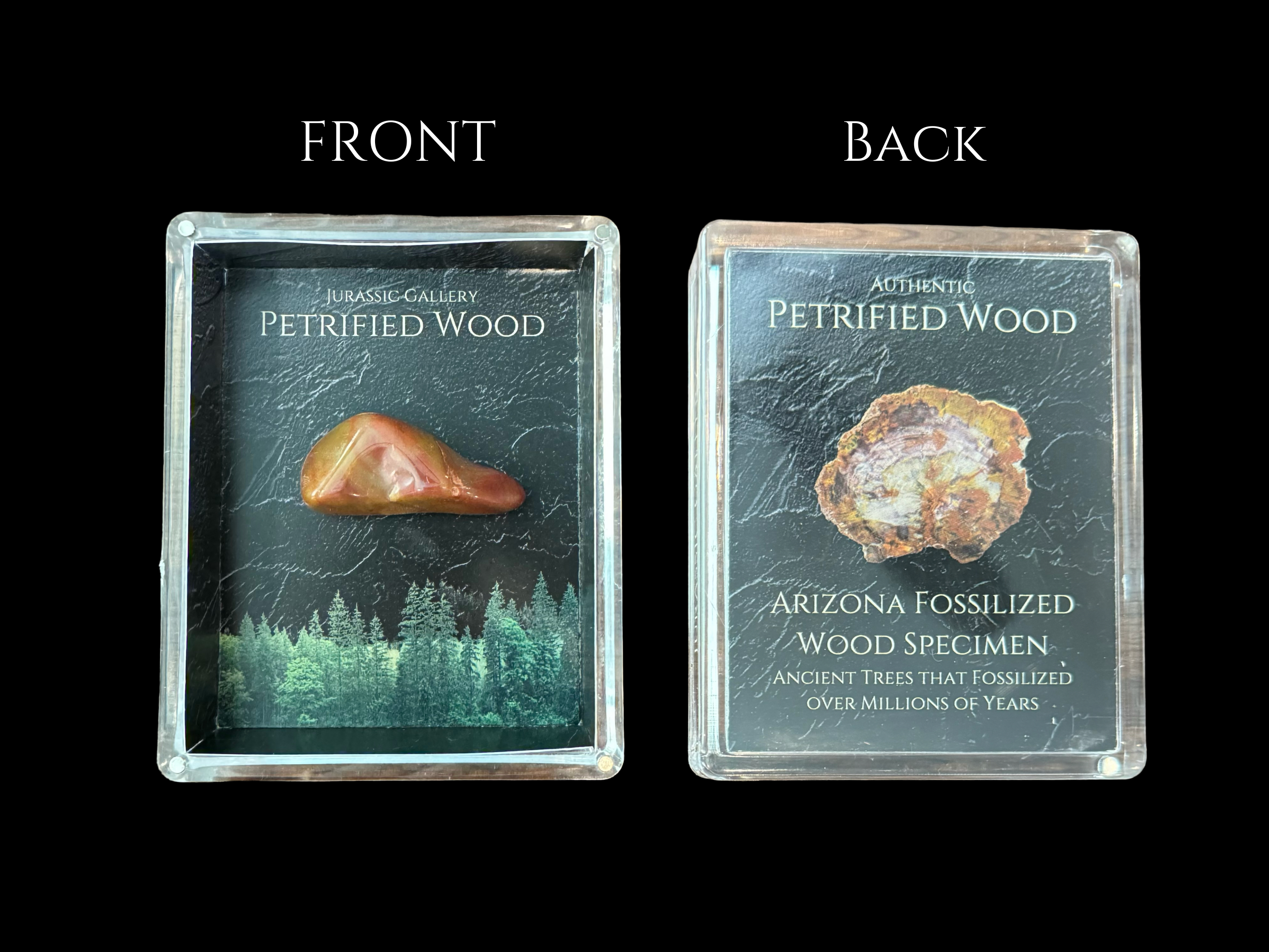 Petrified Wood Gift Box