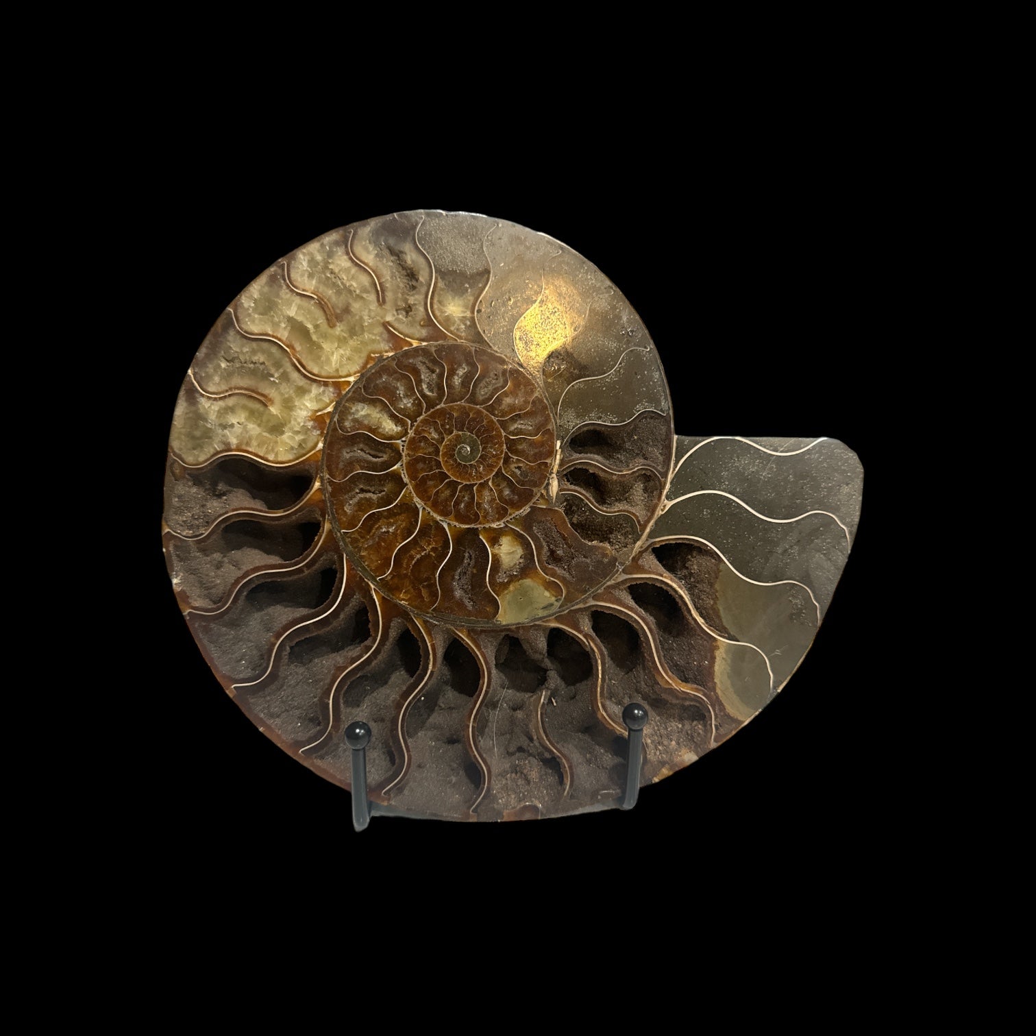 6" Ammonite Halves Display Set