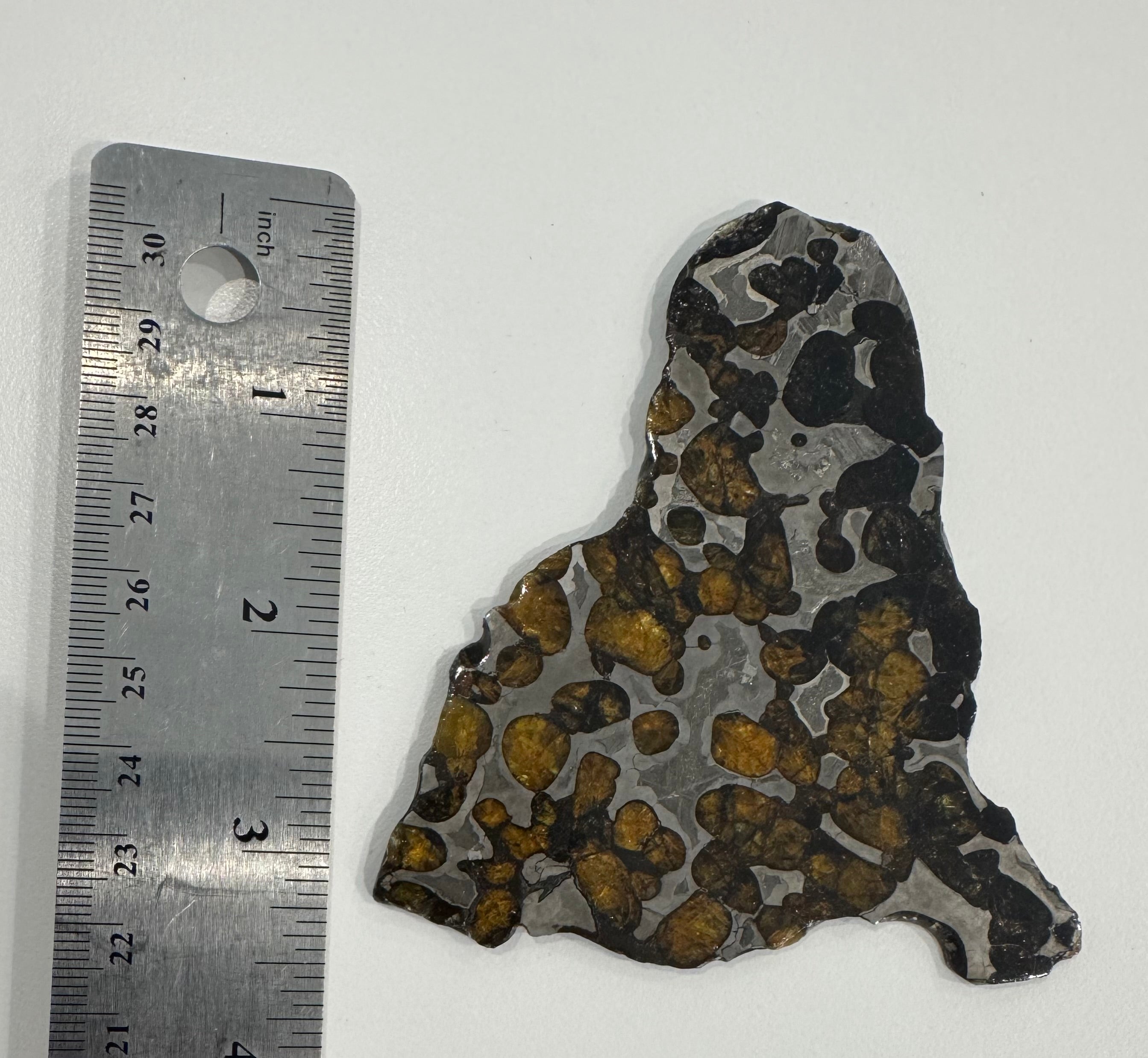 Brenham Pallasite Slice 58 grams – Jurassic Gallery