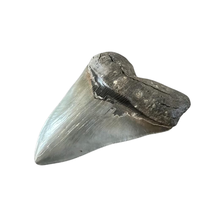 Megalodon Shark Tooth | 5.25 Inches