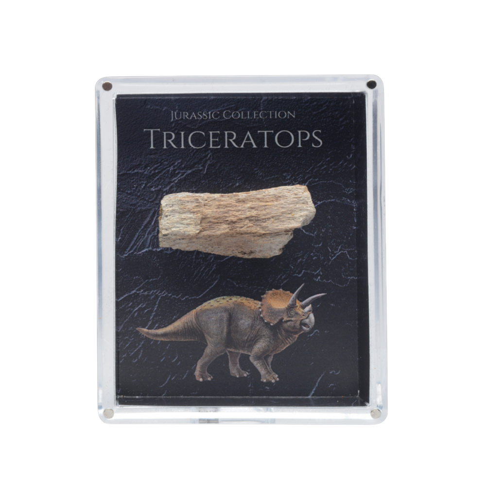 Triceratops Fossil Gift Box