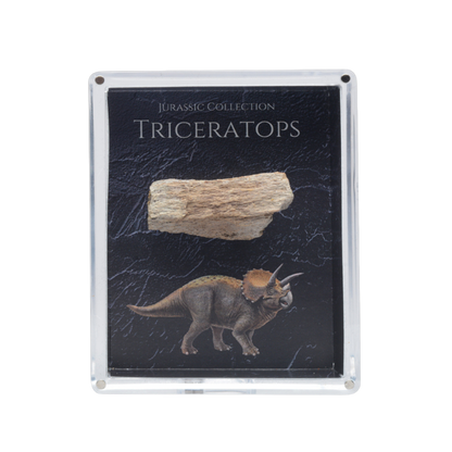 Triceratops Fossil Gift Box