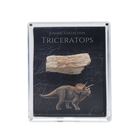 Triceratops Fossil Gift Box