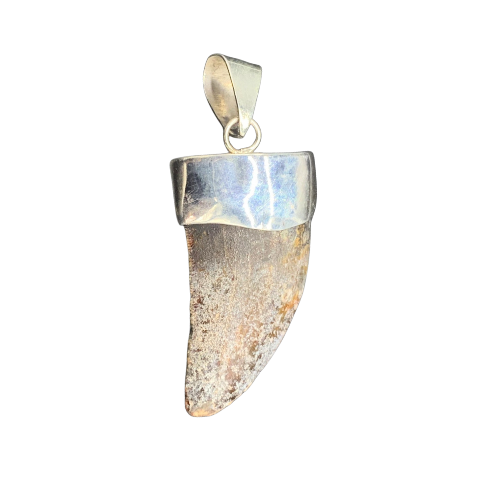 Carcharodontosaurus Tooth Pendant | 1.5" | Sterling Silver | 100% Authentic