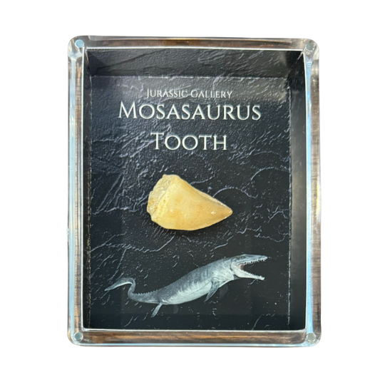 Mosasaurus Tooth Gift Box