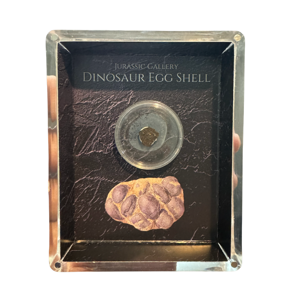 Dinosaur Egg Shell Gift Box