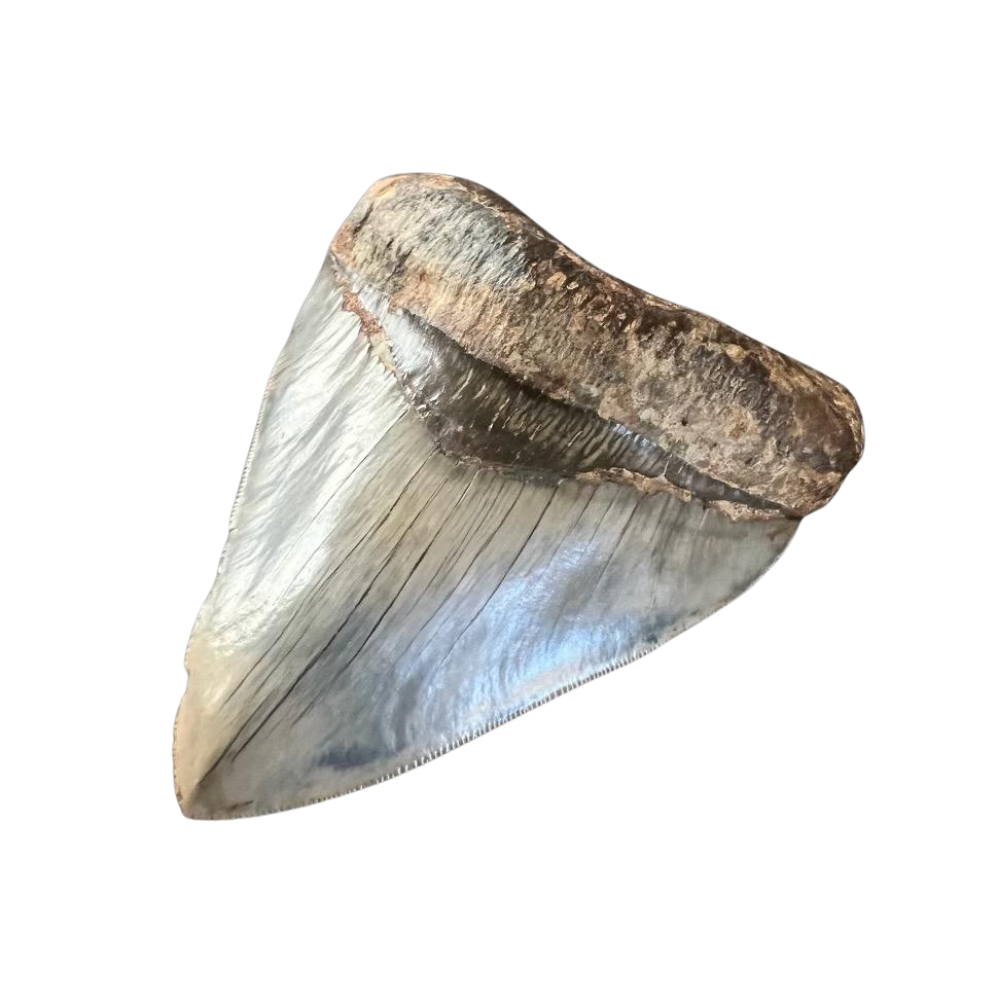 Megalodon Shark Tooth | 5 Inches