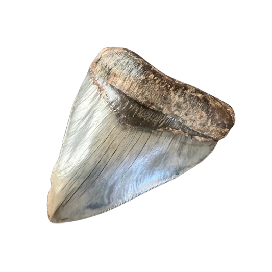 Megalodon Shark Tooth | 5 Inches