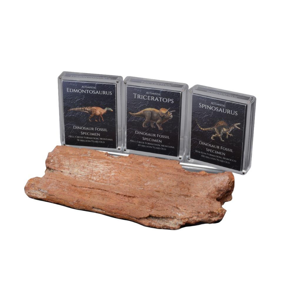Cretaceous Period Dinosaur Gift Box Bundle