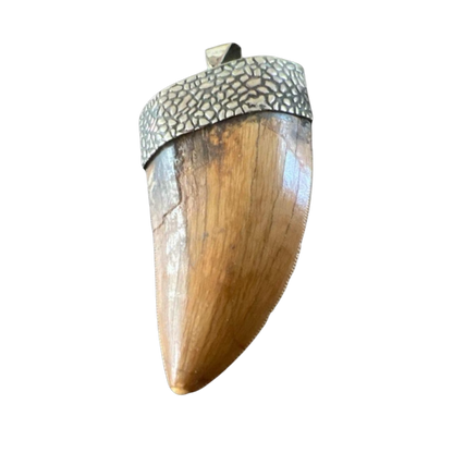 1.5” Carcharodontosaurus Tooth Pendant | Sterling Silver
