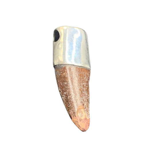 Carcharodontosaurus Tooth Pendant | 1 3/4" | Sterling Silver | 100% Authentic