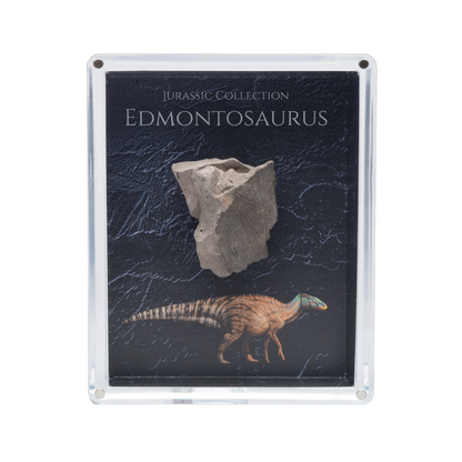 Edmontosaurus Fossil Gift Box