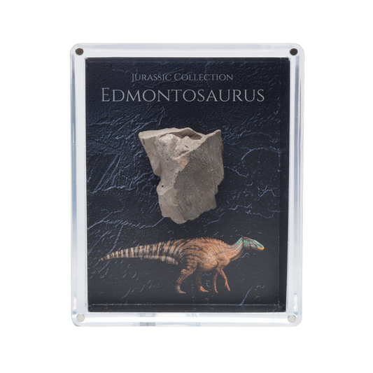 Edmontosaurus Fossil Gift Box