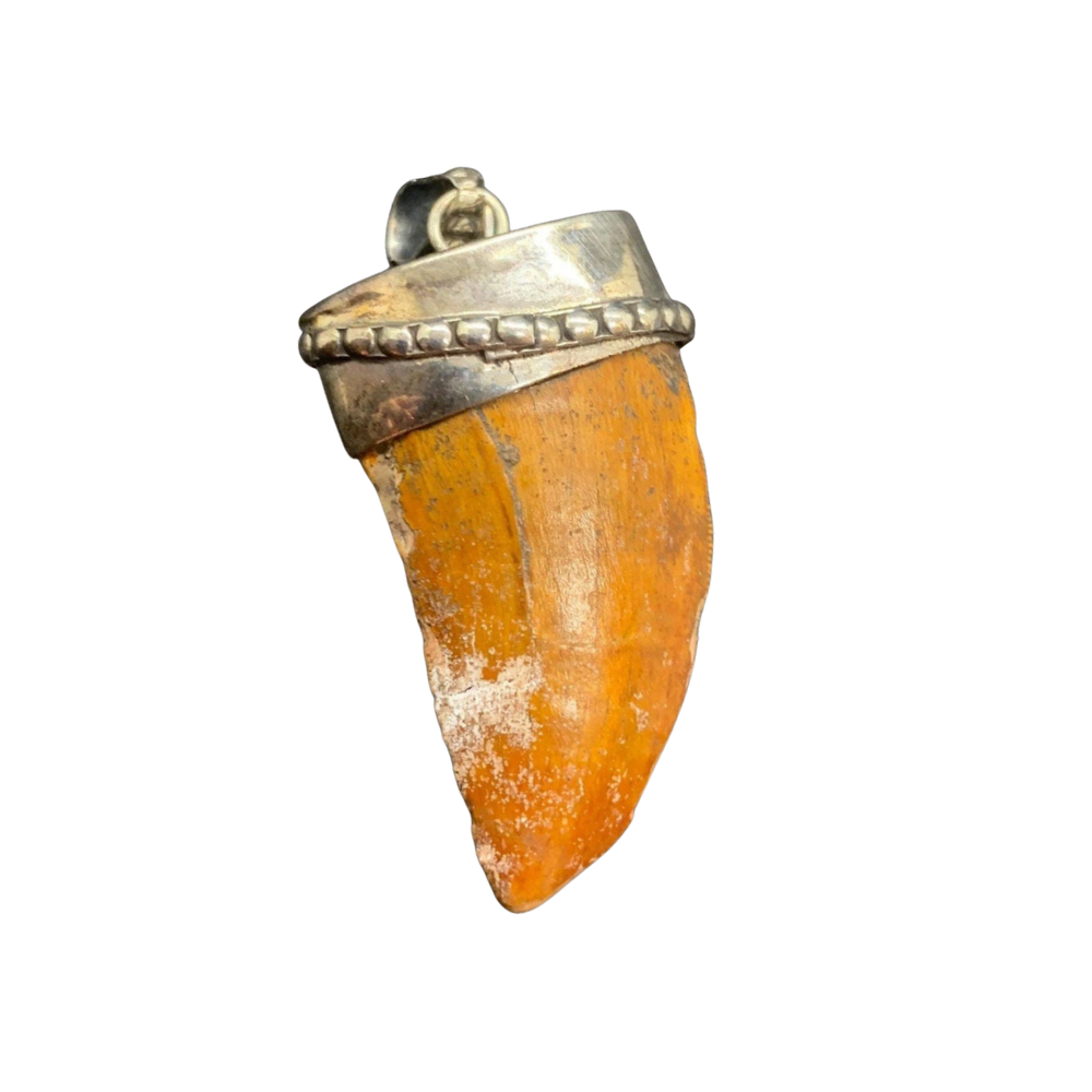 Carcharodontosaurus Tooth Pendant | 1.5" | Sterling Silver | 100% Authentic