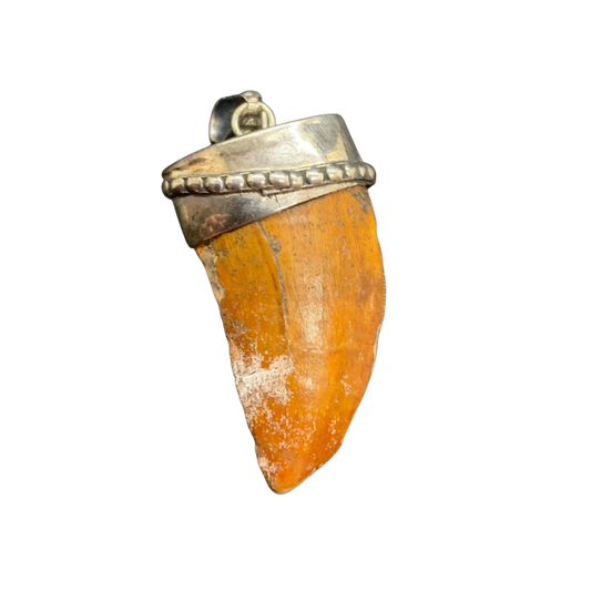 Carcharodontosaurus Tooth Pendant | 1.5" | Sterling Silver | 100% Authentic