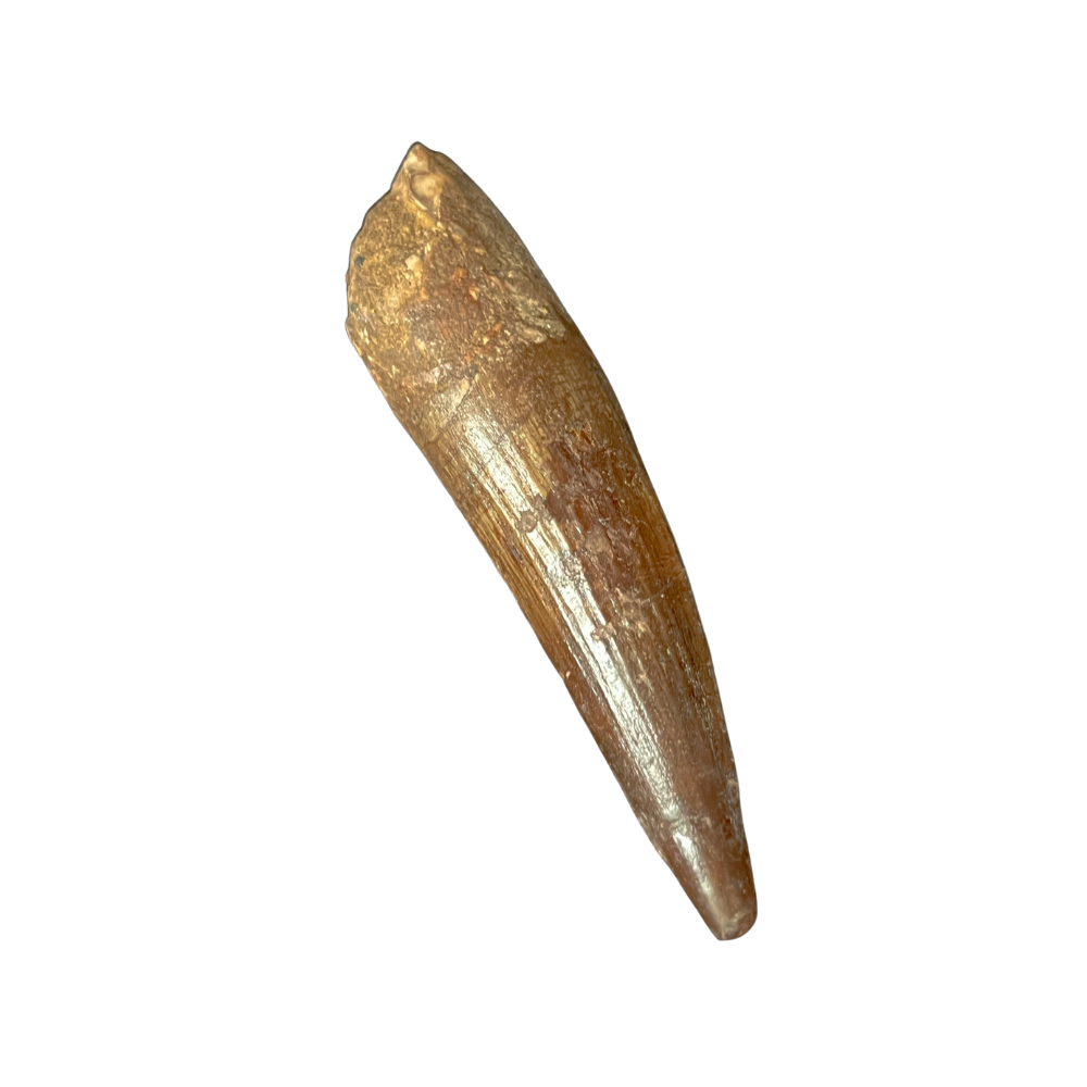 Authentic 4" Spinosaurus Tooth | Kem Kem Formation, Morocco