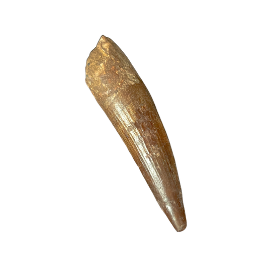 Authentic 4" Spinosaurus Tooth | Kem Kem Formation, Morocco