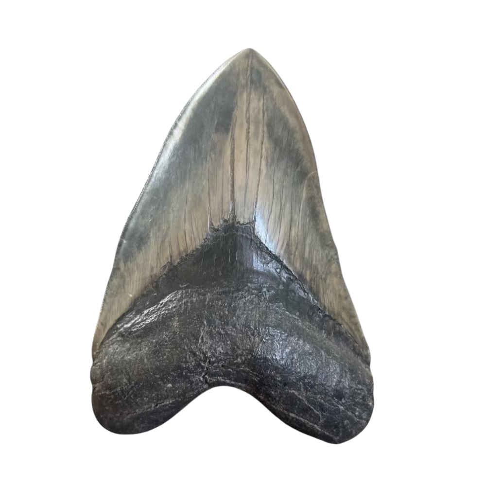 Megalodon Shark Tooth | 6 1/8 Inches