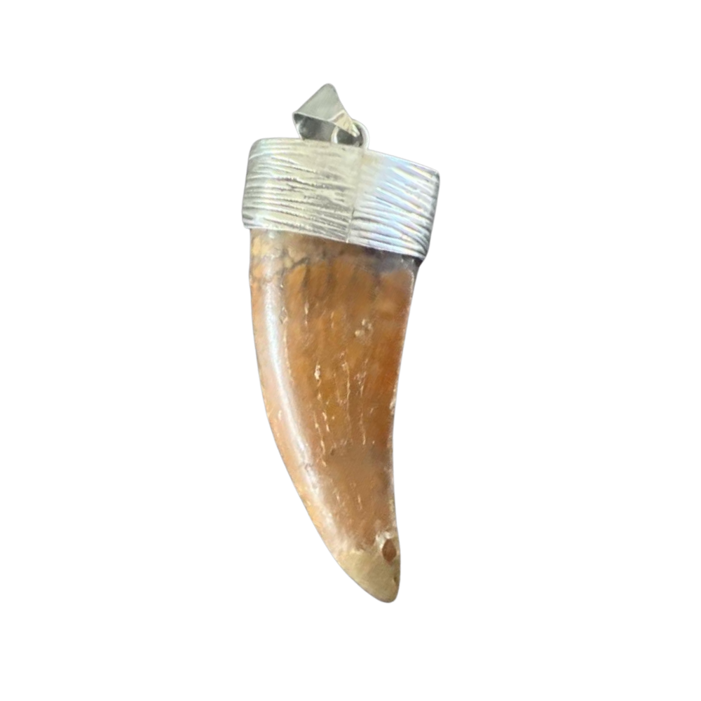2” Carcharodontosaurus Tooth Pendant | Sterling Silver
