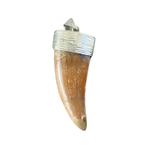 2” Carcharodontosaurus Tooth Pendant | Sterling Silver