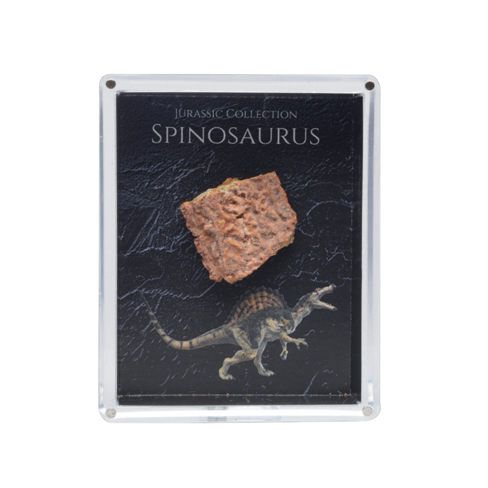 Spinosaurus Fossil Gift Box