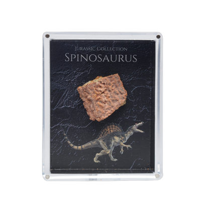 Spinosaurus Fossil Gift Box