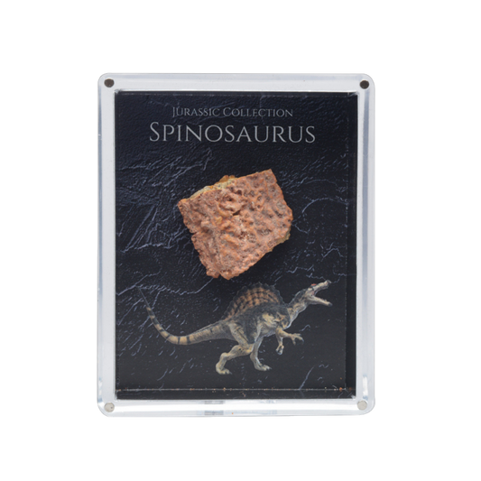 Spinosaurus Fossil Gift Box