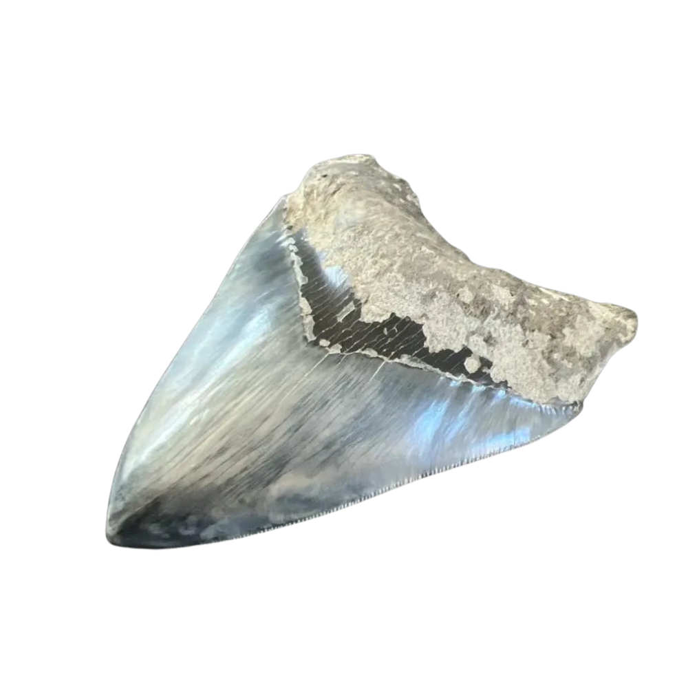 Megalodon Shark Tooth | 5.5 Inches