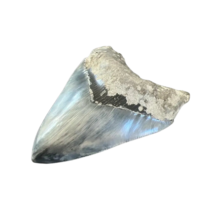 Megalodon Shark Tooth | 5.5 Inches