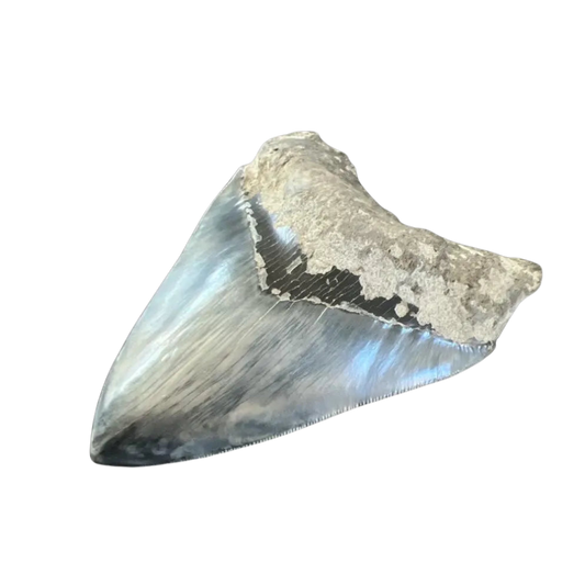 Megalodon Shark Tooth | 5.5 Inches