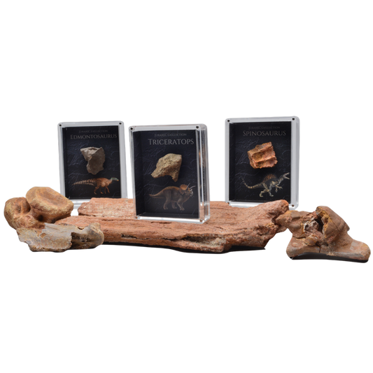 Cretaceous Period Dinosaur Gift Box Bundle