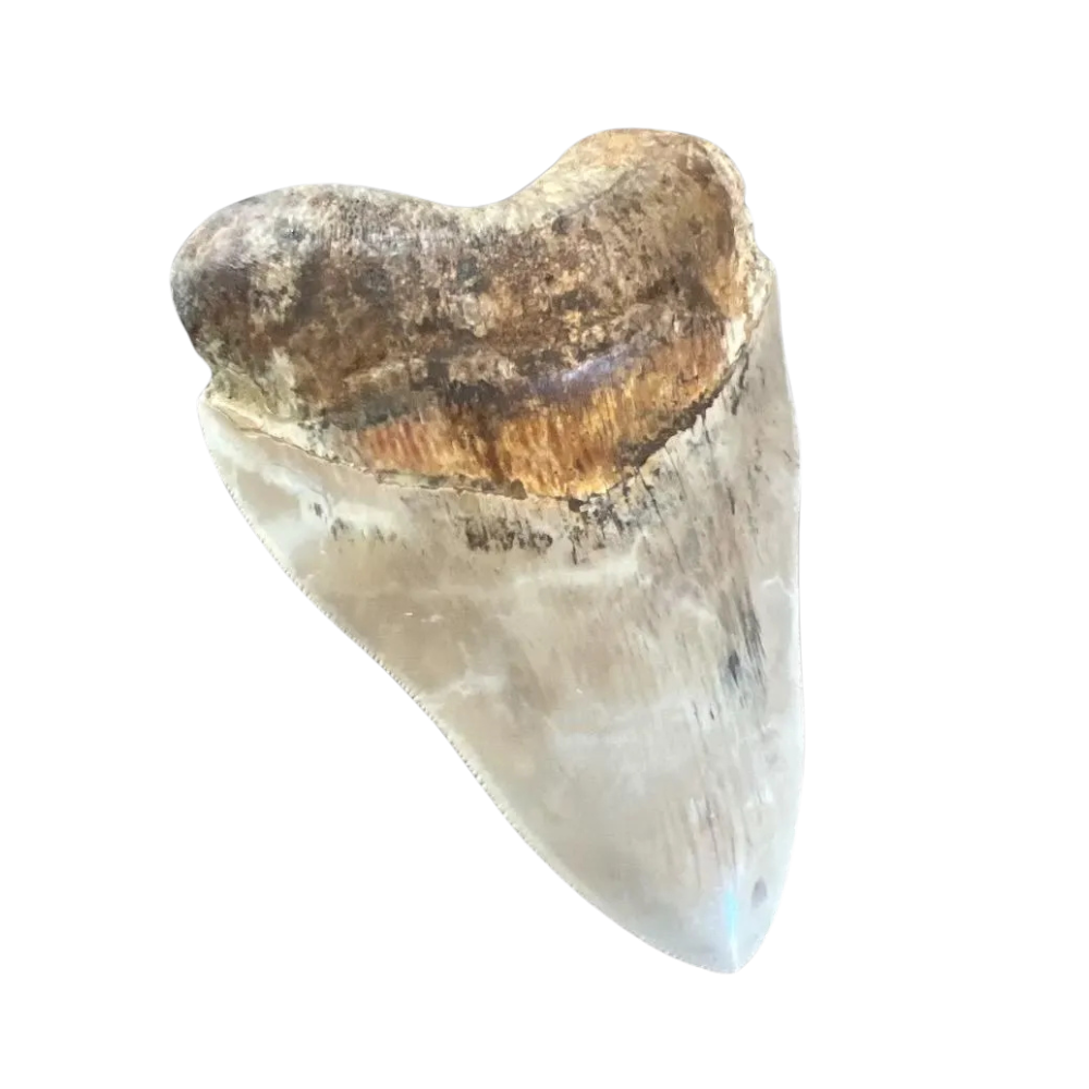 Megalodon Shark Tooth | 5 Inches
