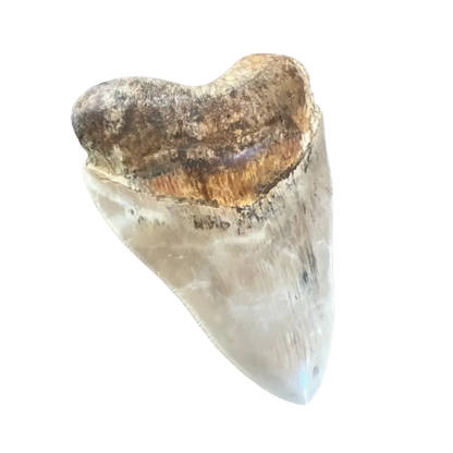 Megalodon Shark Tooth | 5 Inches