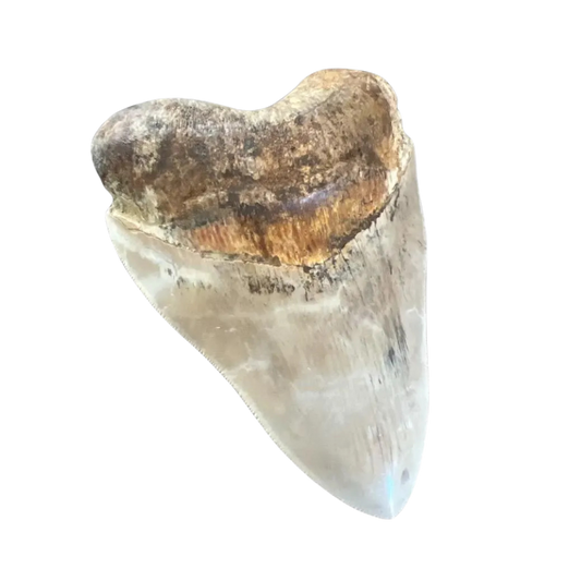 Megalodon Shark Tooth | 5 Inches