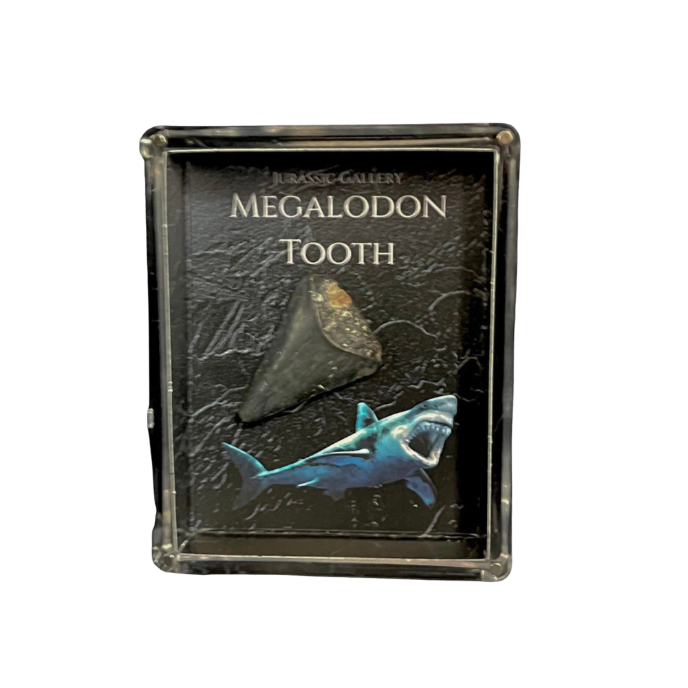 Megalodon Tooth Gift Box
