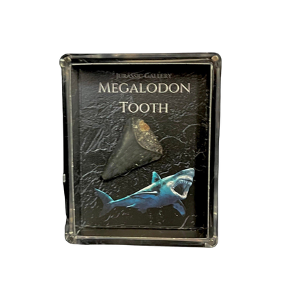 Megalodon Tooth Gift Box