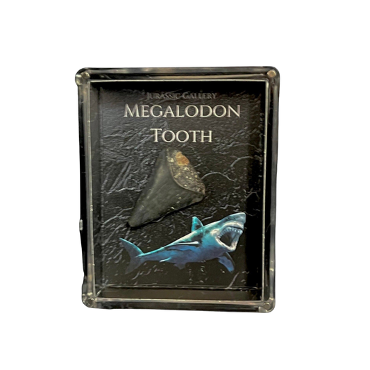 Megalodon Tooth Gift Box