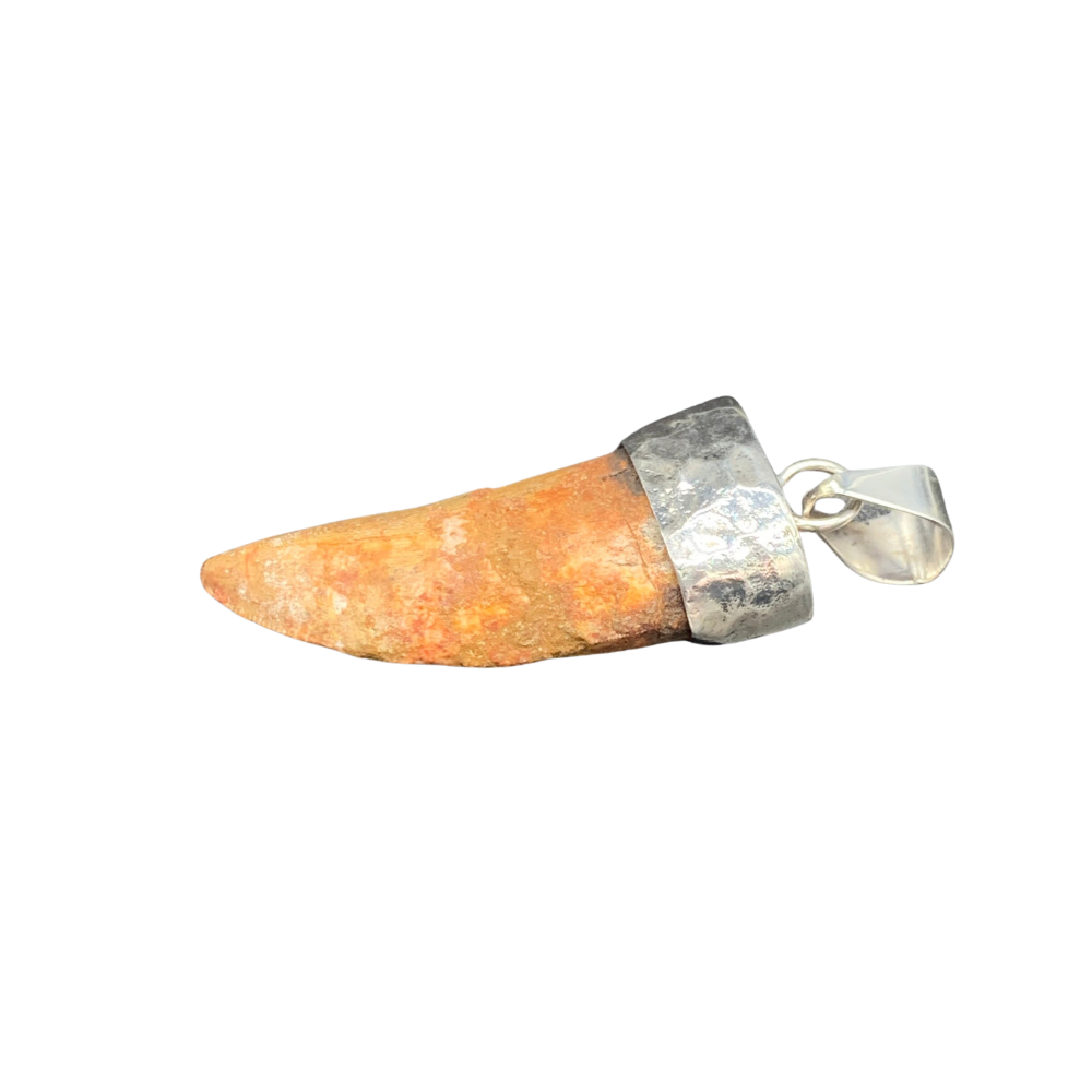 Carcharodontosaurus Tooth Pendant | 2" | Sterling Silver | 100% Authentic